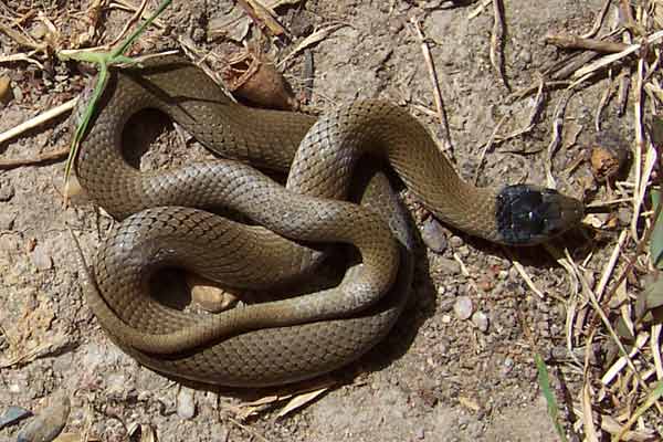 Grey Snake - Queensland Fauna Consultancy